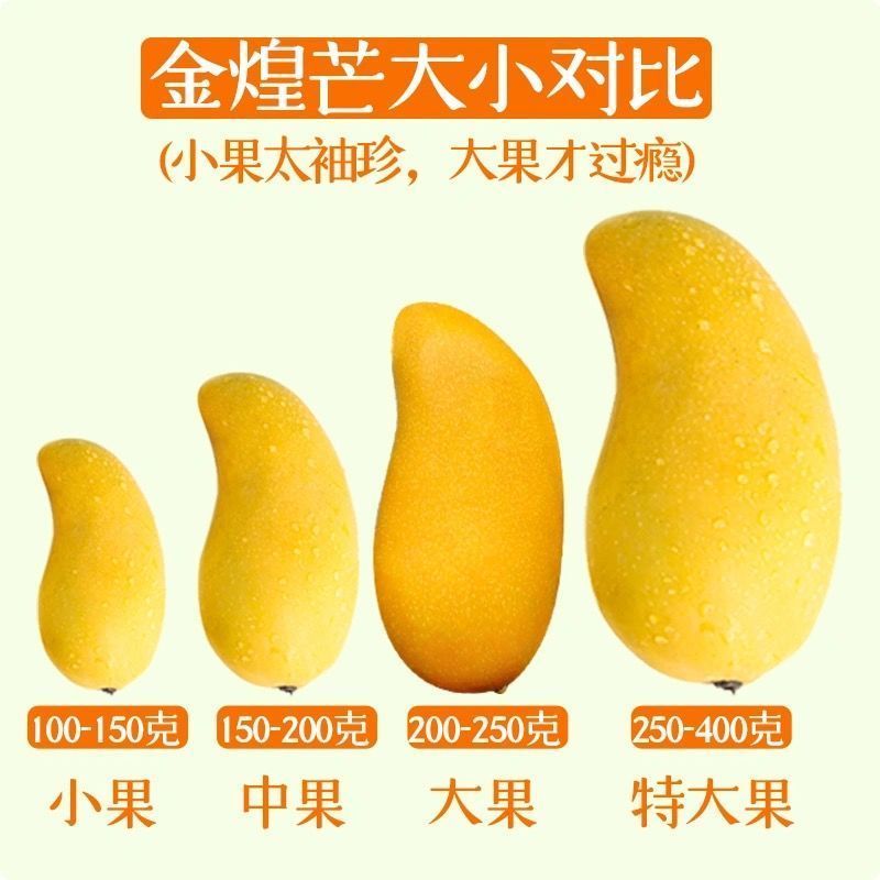 广西金煌忙热带水果抖音/快手/电商平台一件代发
