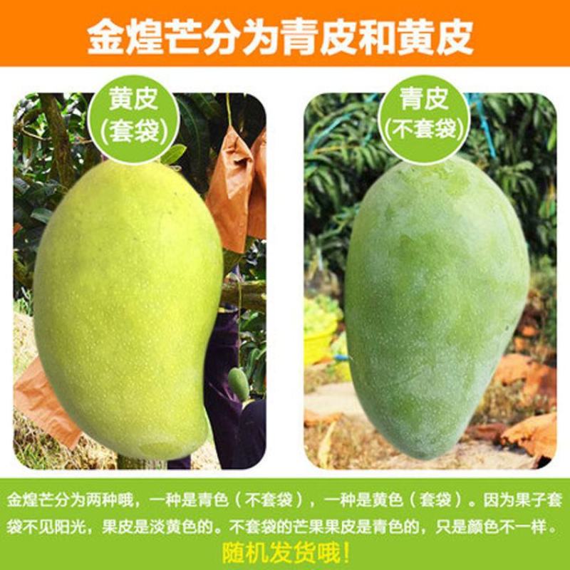 广西金煌忙热带水果抖音/快手/电商平台一件代发