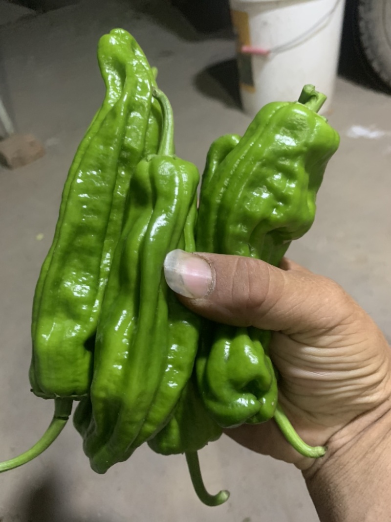 薄皮鲜（苏椒)皮簿肉厚，果型漂亮，市场供不应求