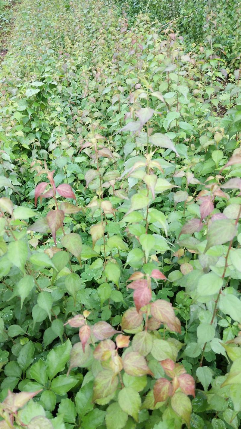 青梅苗，酸梅苗，全程技术指导，场地直供青梅苗。
