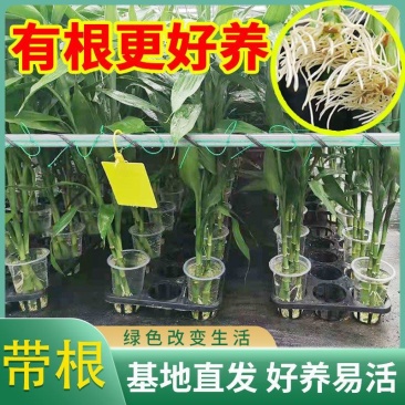 海南一手货源带根富贵竹金边竹紫竹招财竹批发