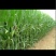 青储玉米，青储小麦种植户，求正规收购商！长期合作。