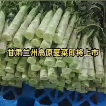 甘肃兰州高原夏菜代收代发
