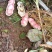 新鲜红米花生、白米花生