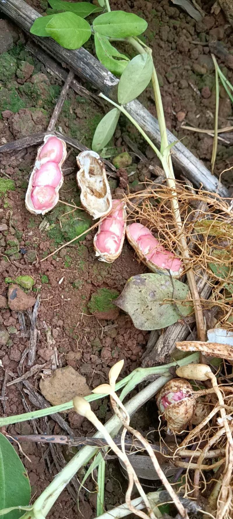 新鲜红米花生、白米花生