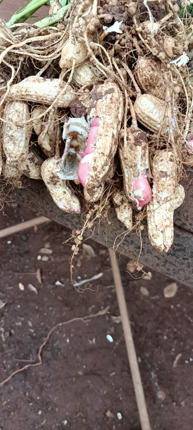新鲜红米花生、白米花生
