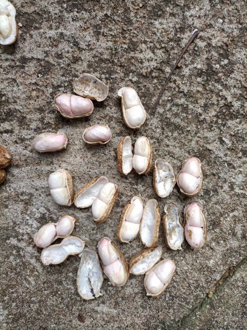 新鲜红米花生、白米花生