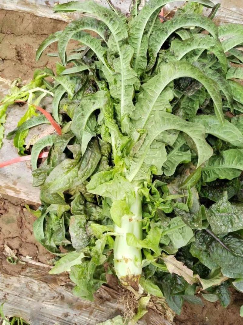 甘肃兰州高原夏菜代收代发