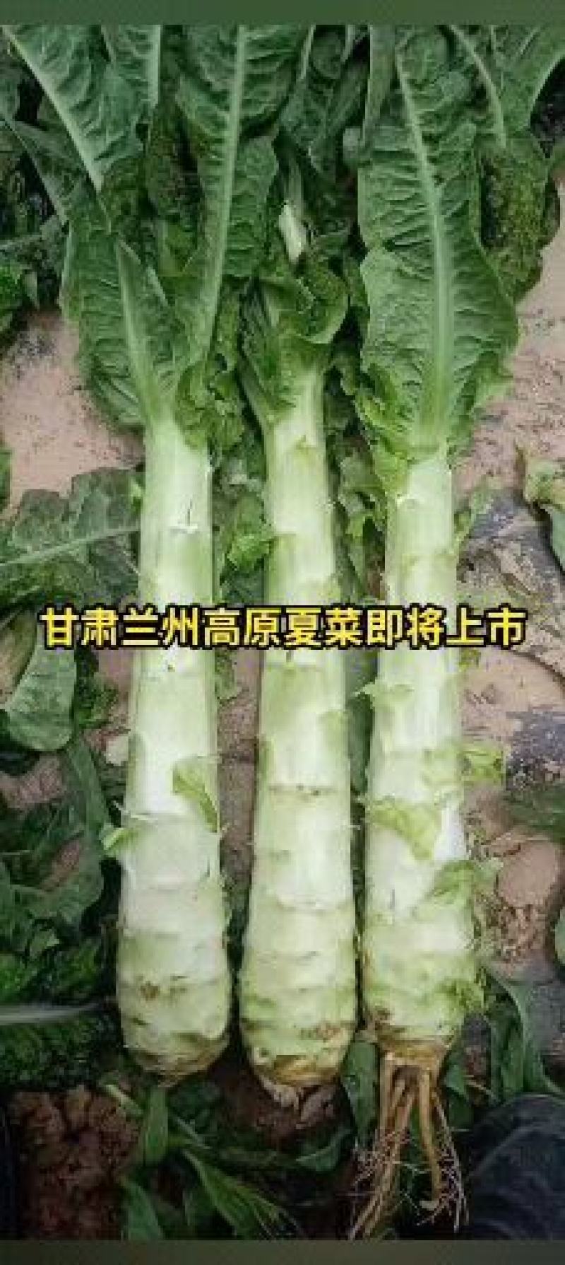 甘肃兰州高原夏菜代收代发