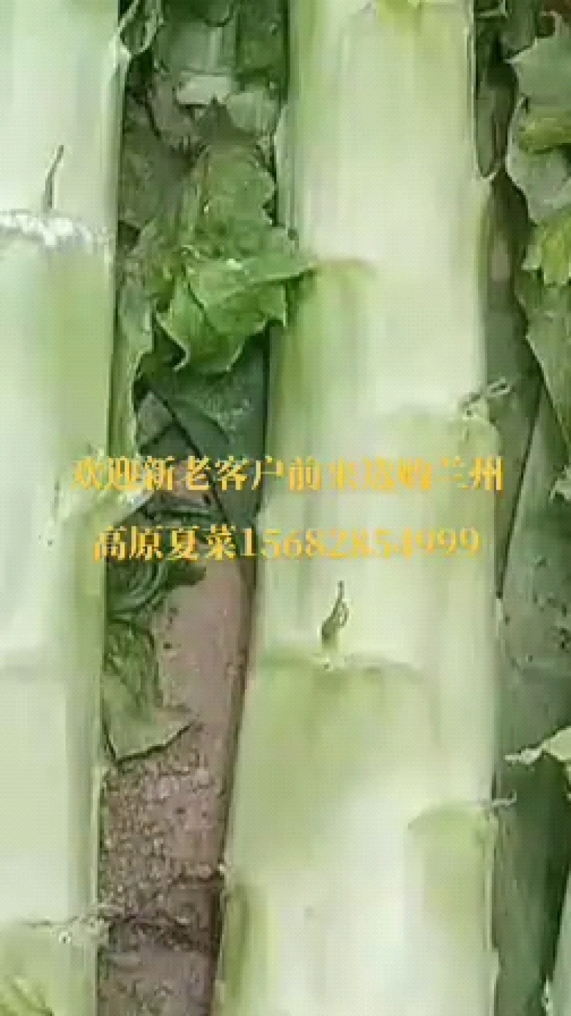 甘肃兰州高原夏菜代收代发