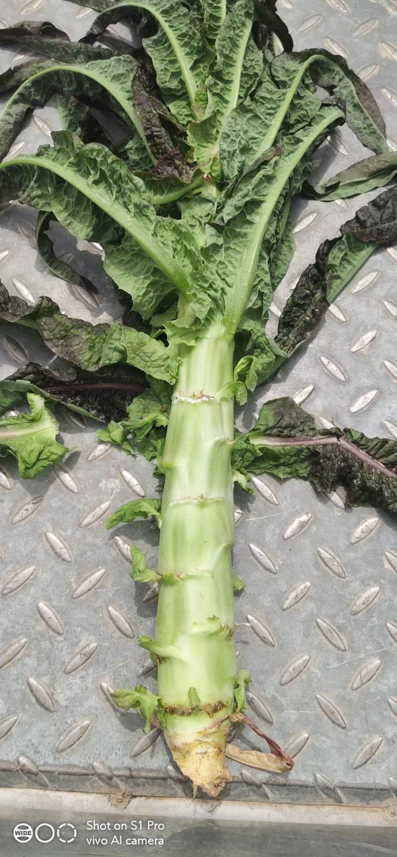 甘肃兰州高原夏菜代收代发