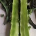 甘肃兰州高原夏菜代收代发