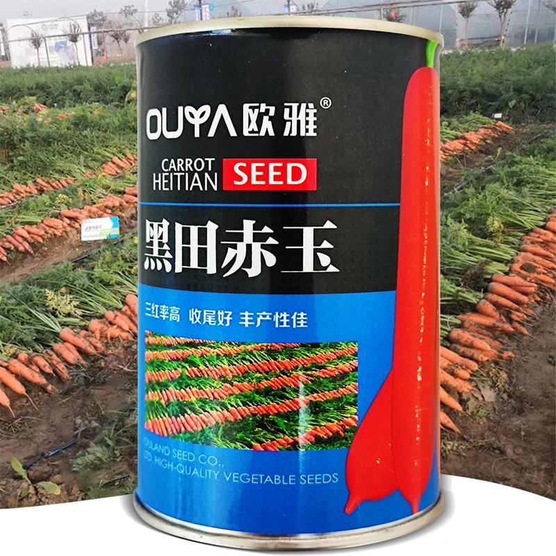 黑田赤玉胡萝卜种子商品性好丰产性佳蔬菜种子100克/罐