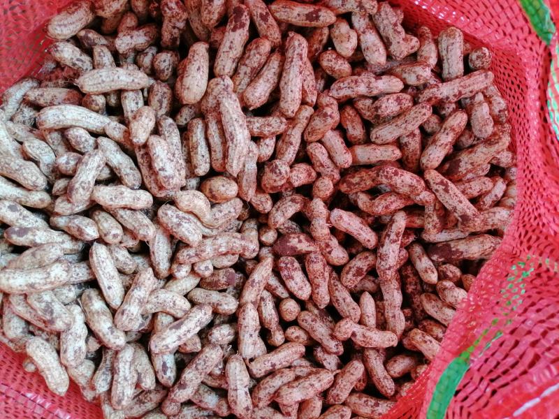 四粒红(鲜花生)，颗粒均匀饱满，已大量上市中，实力代。