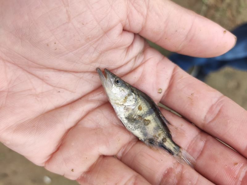 鳜鱼苗桂花鱼苗水花种苗班鳜鱼苗特种鱼苗