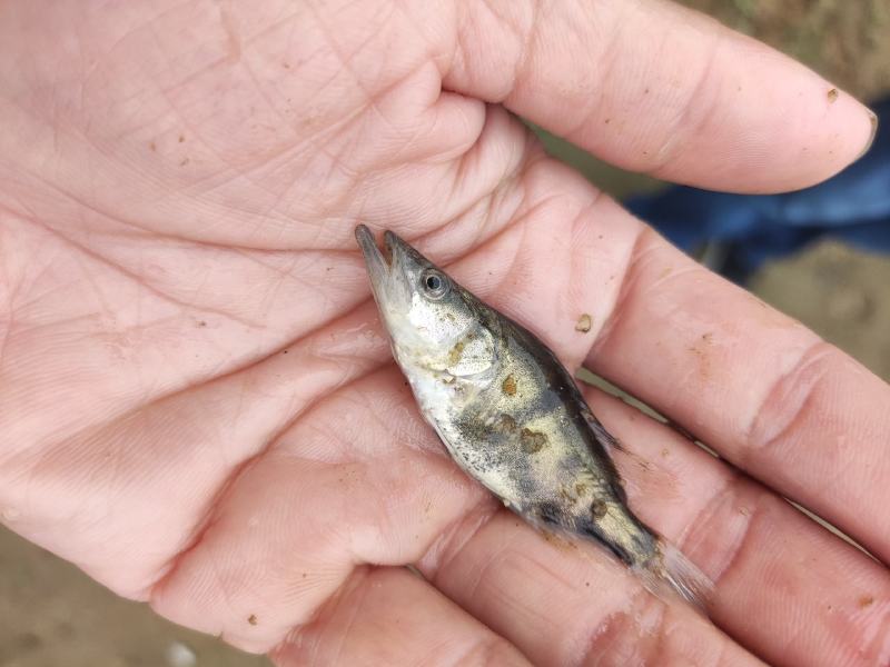 鳜鱼苗桂花鱼苗水花种苗班鳜鱼苗特种鱼苗