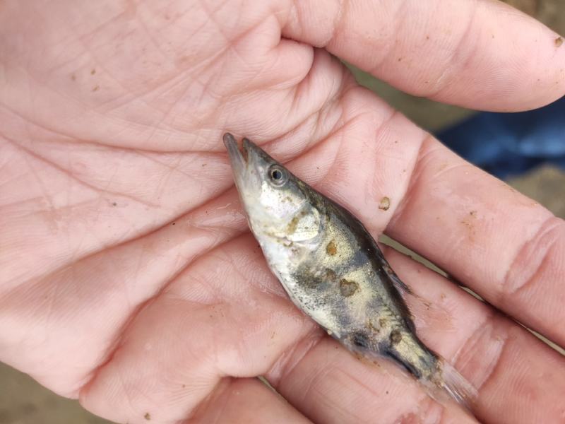 鳜鱼苗桂花鱼苗水花种苗班鳜鱼苗特种鱼苗
