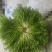 辽宁沈阳苦菊大量上市，一手货源