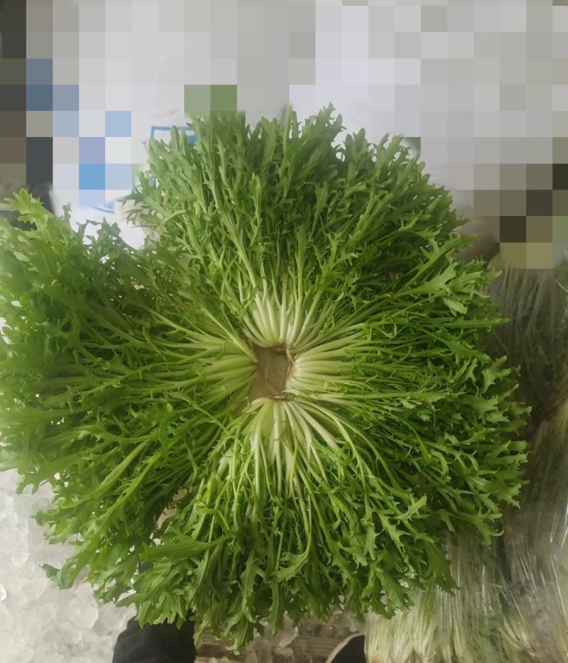 辽宁沈阳苦菊大量上市，一手货源