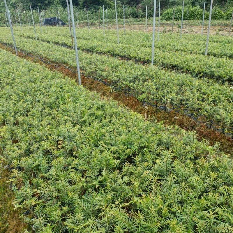 红豆杉小苗红豆杉杯苗25-50公分高大量批发有货