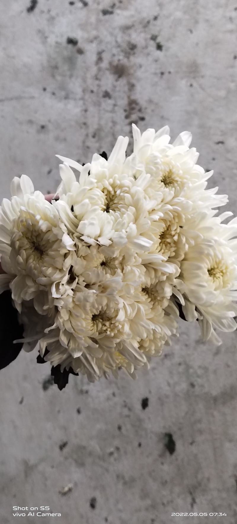 江苏冷棚白菊出货了，保重新鲜，质量上乘，要的老板速度联系