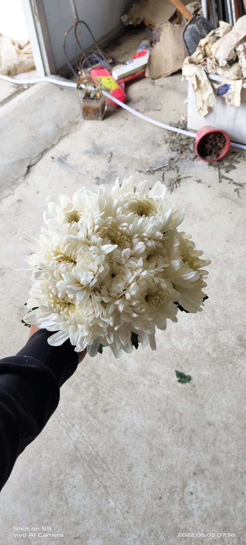 江苏冷棚白菊出货了，保重新鲜，质量上乘，要的老板速度联系