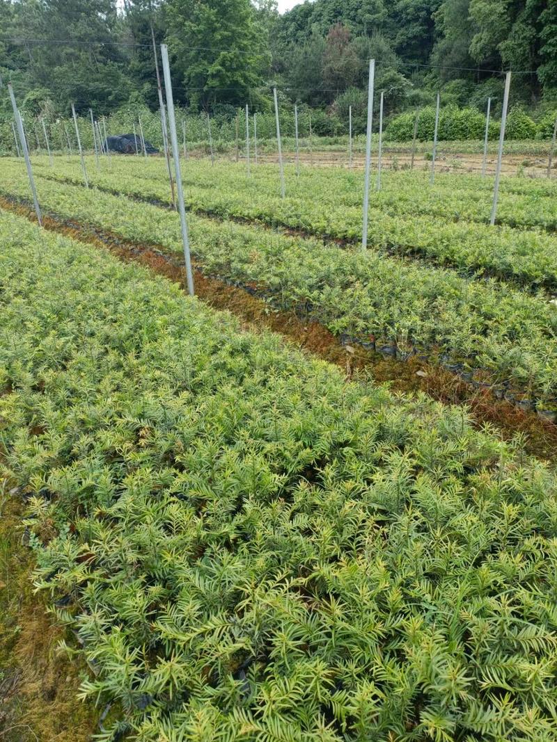 红豆杉小苗红豆杉杯苗25-50公分高大量批发有货