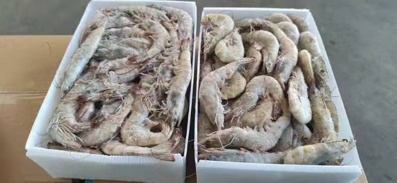 水产肉类冷冻产品