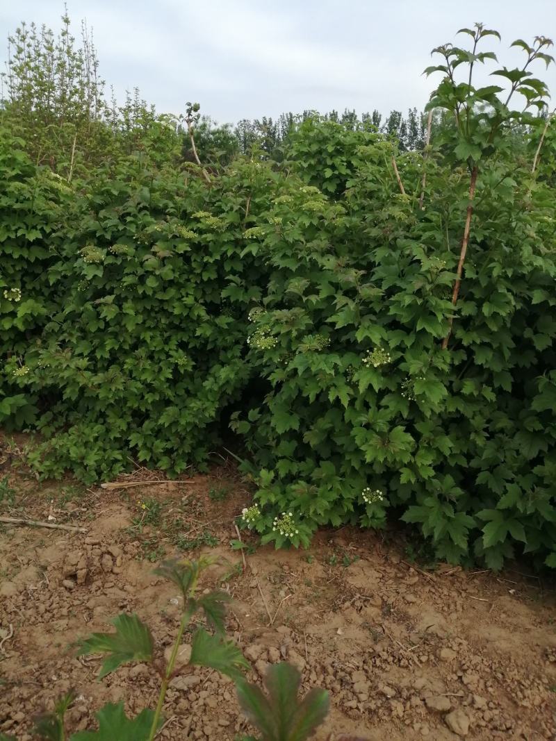 天目琼花小堆