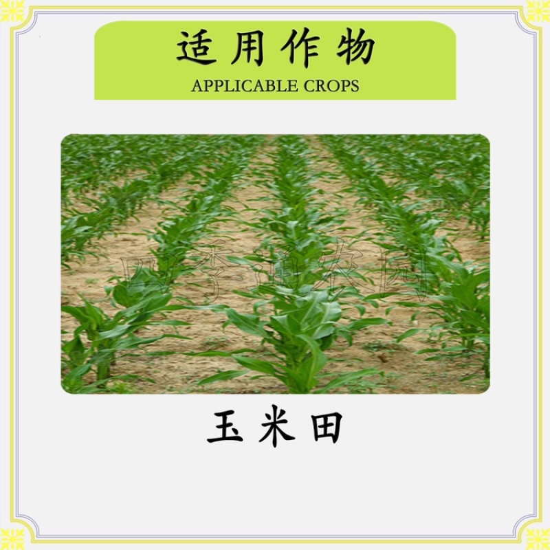 36%硝烟莠去津玉米田苗后除草剂封杀双效禾阔双除