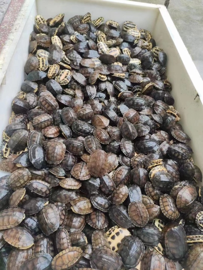 大量批发冷水南石碌，健康全品，南石苗3元一个