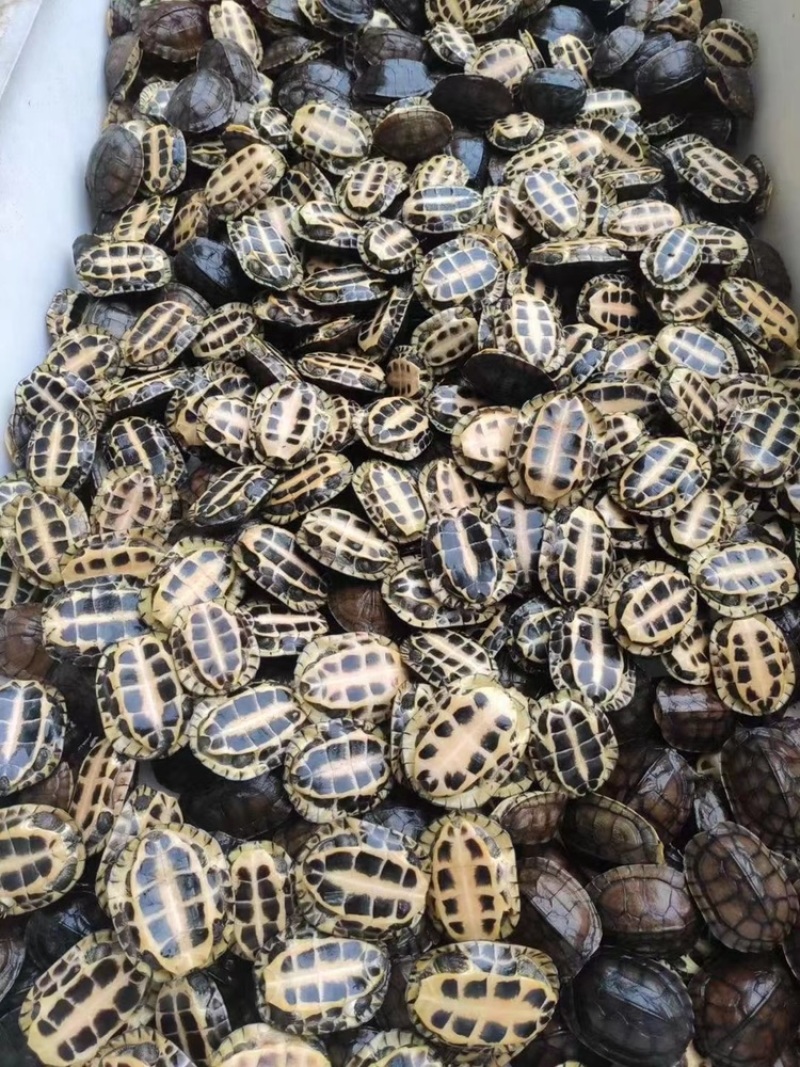 大量批发冷水南石碌，健康全品，南石苗3元一个