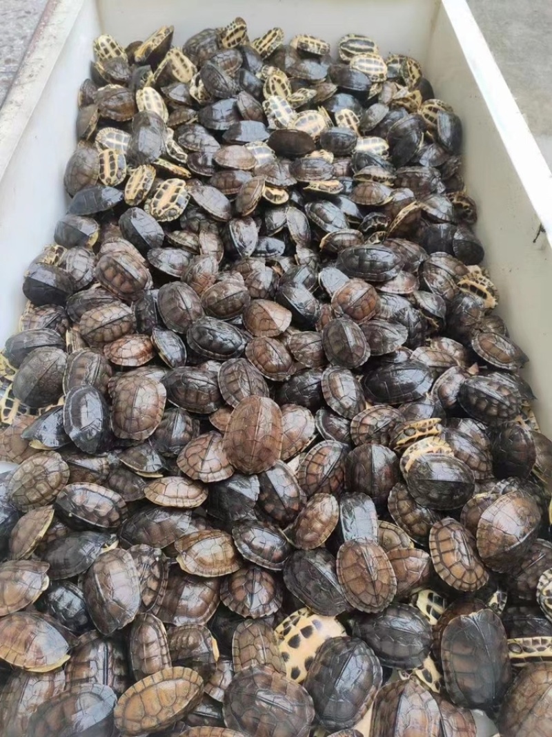 大量批发冷水南石碌，健康全品，南石苗3元一个