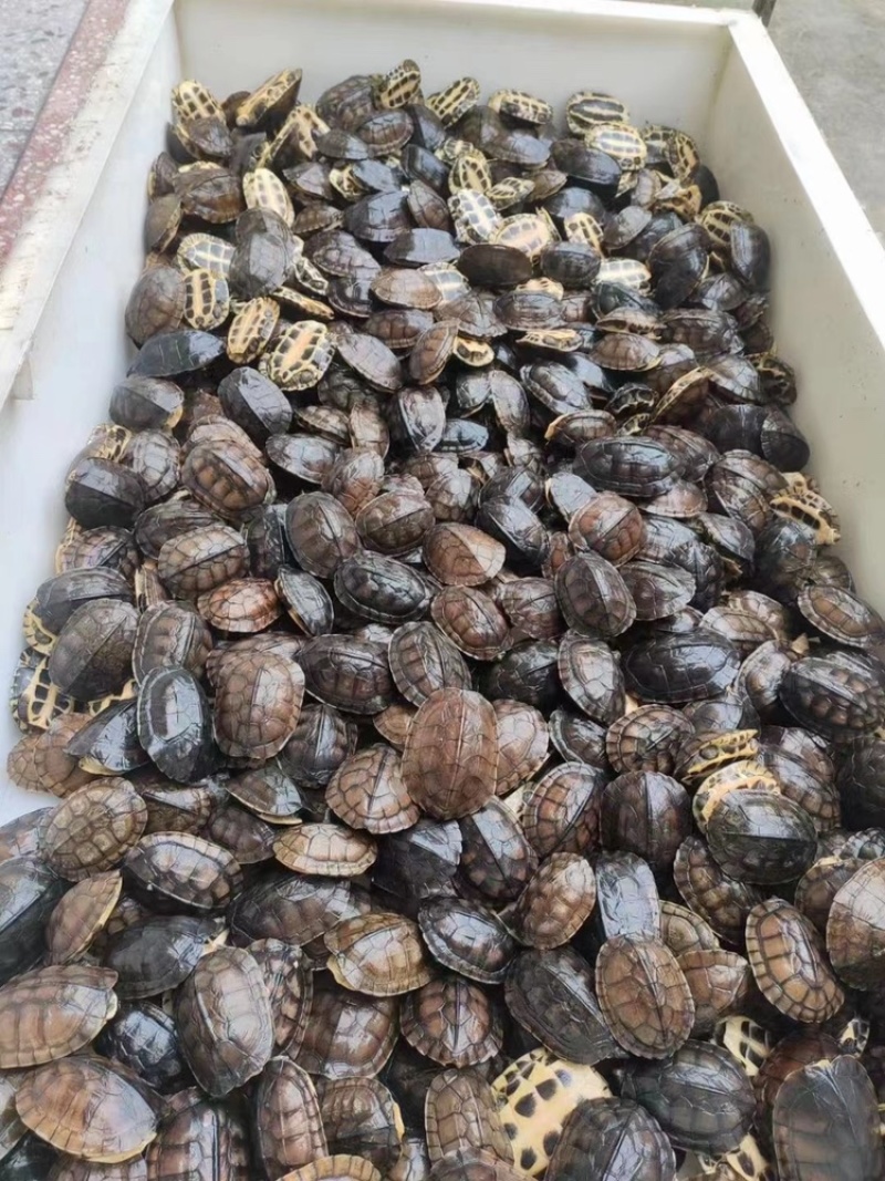 大量批发冷水南石碌，健康全品，南石苗3元一个