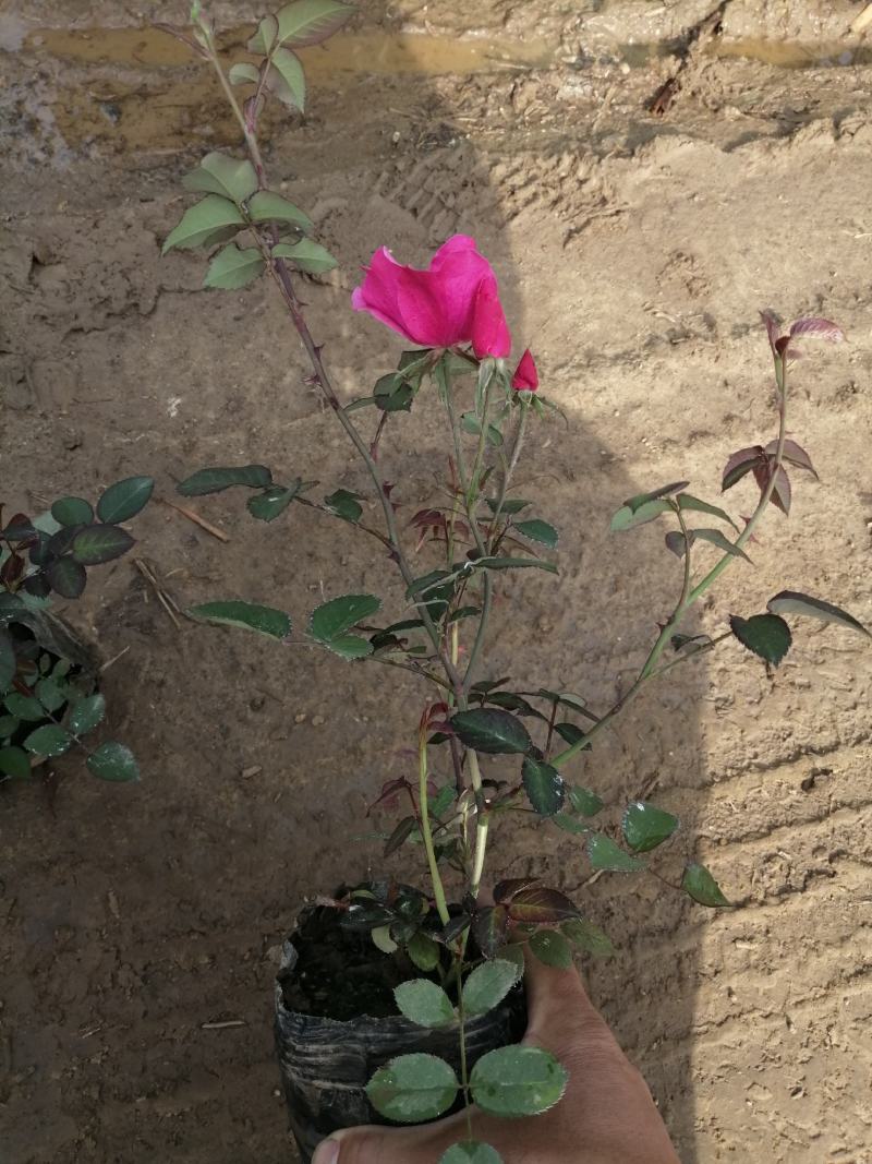 丰花月季