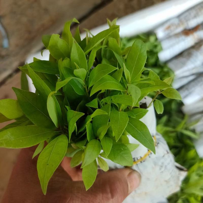 楠木苗金丝楠木小苗