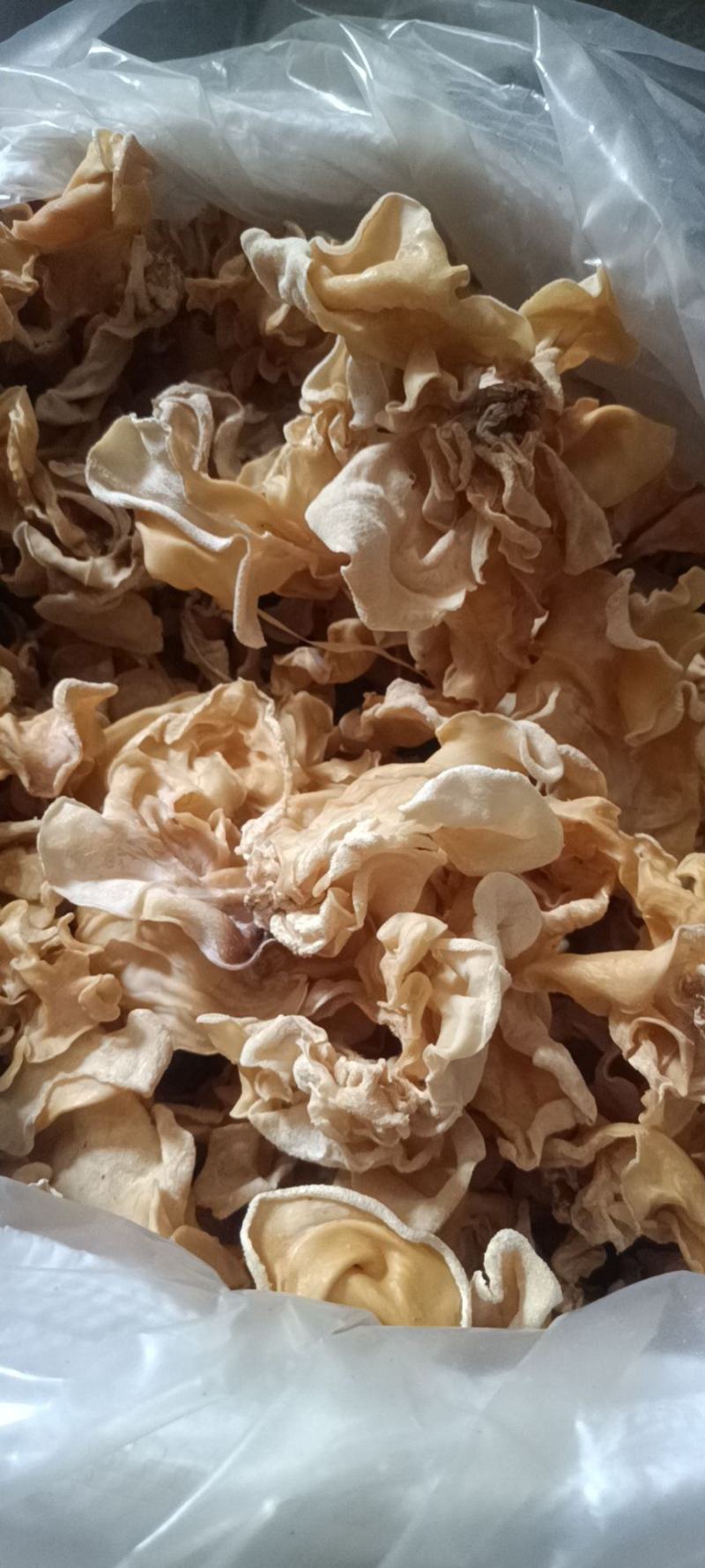 白木耳，大白木耳竹耳竹肚菌单片白木耳无根白木耳干货好货