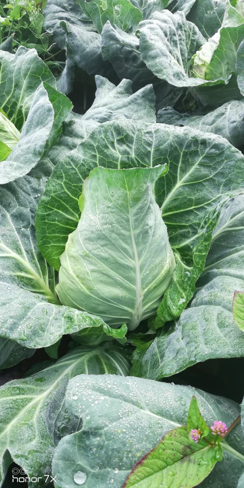 基地直供，新老品种货源，露天种植货源充足