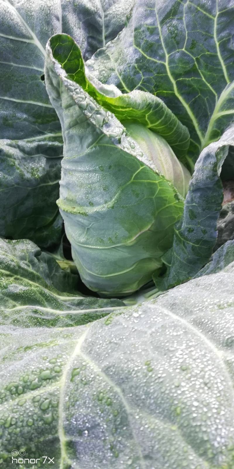 基地直供，新老品种货源，露天种植货源充足