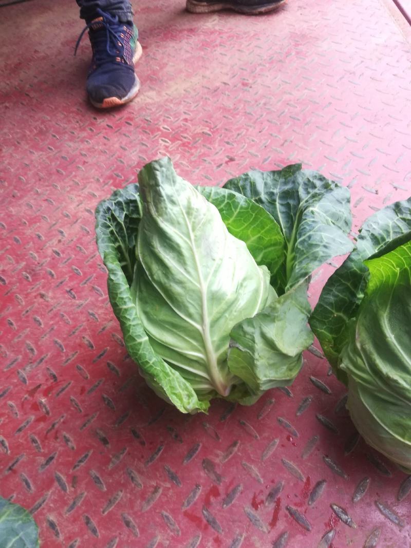 基地直供，新老品种货源，露天种植货源充足