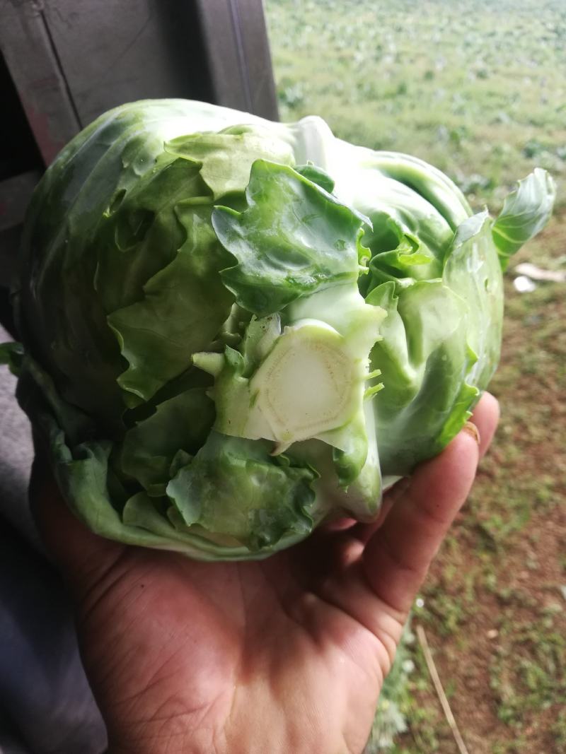 基地直供，新老品种货源，露天种植货源充足