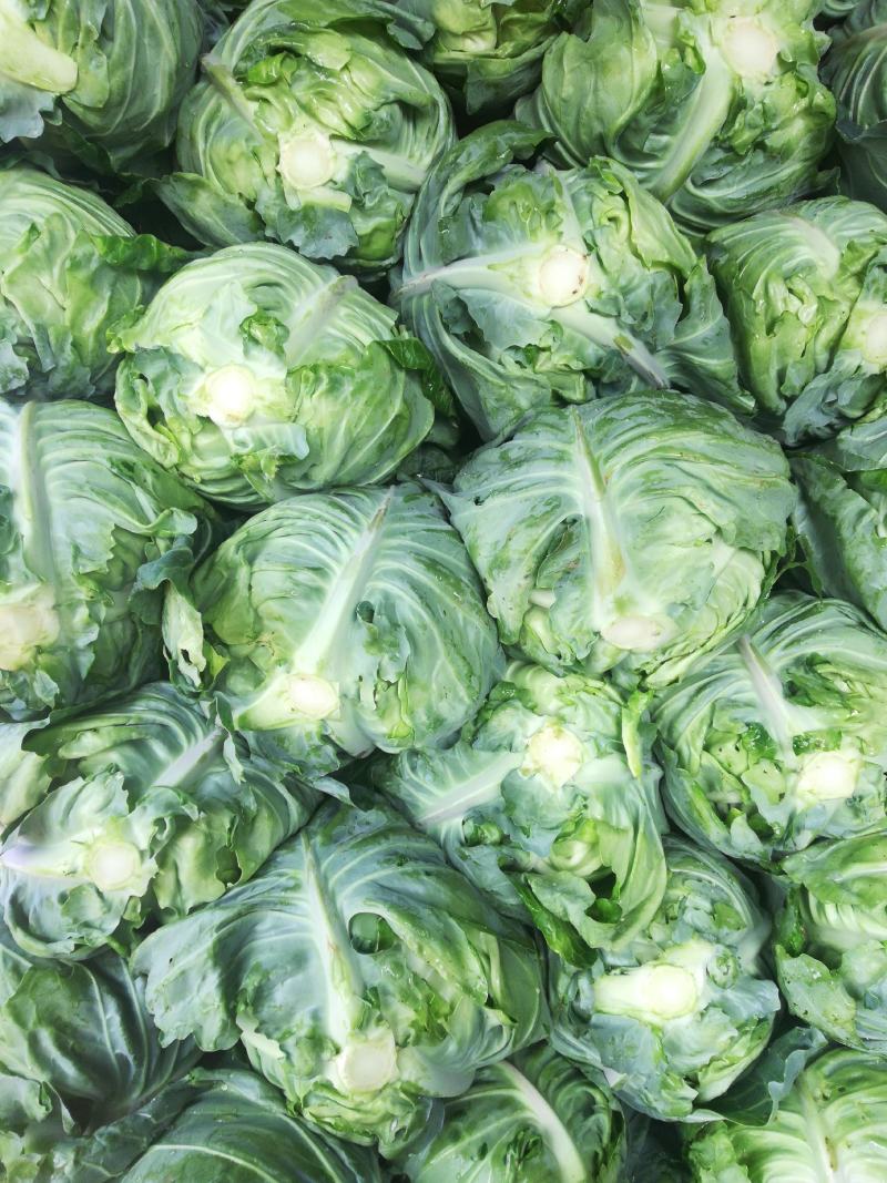 基地直供，新老品种货源，露天种植货源充足