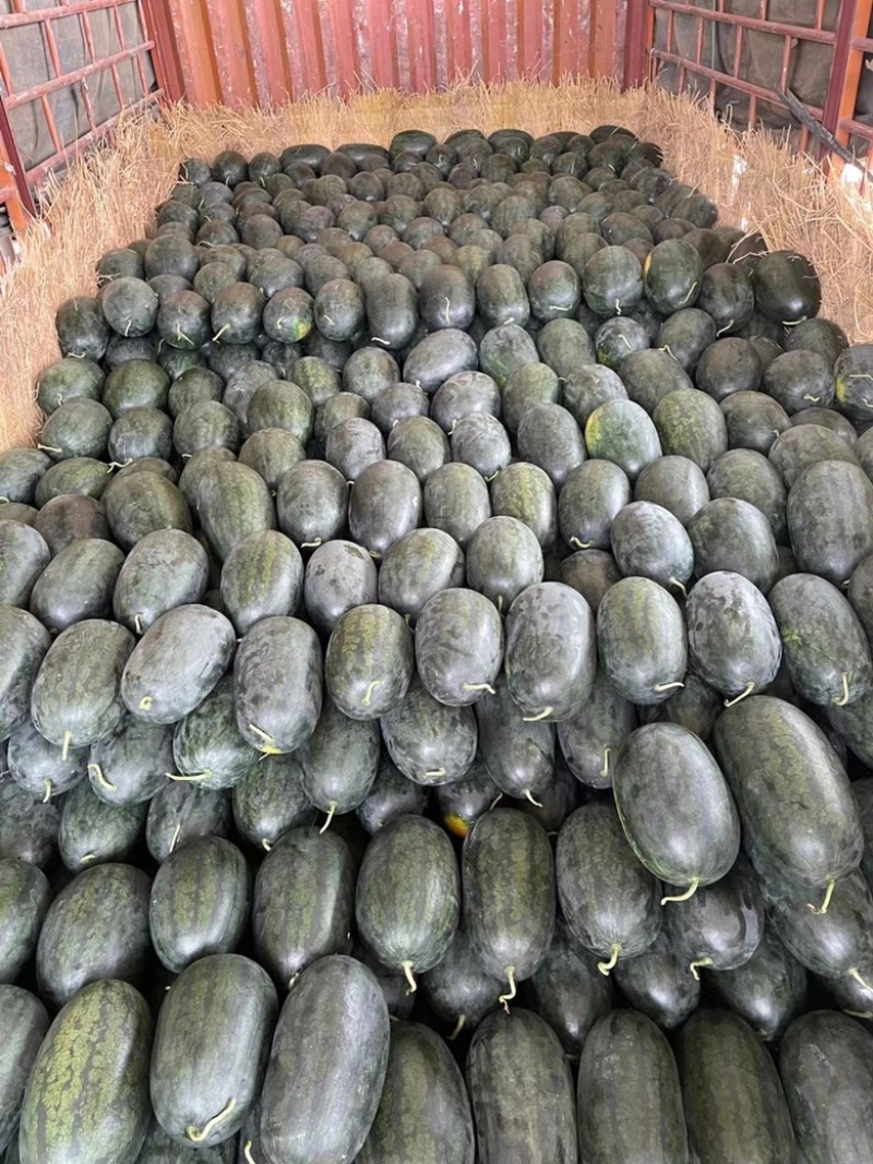 河南黑美人西瓜🍉产地一手质量保证电商优选量大价优