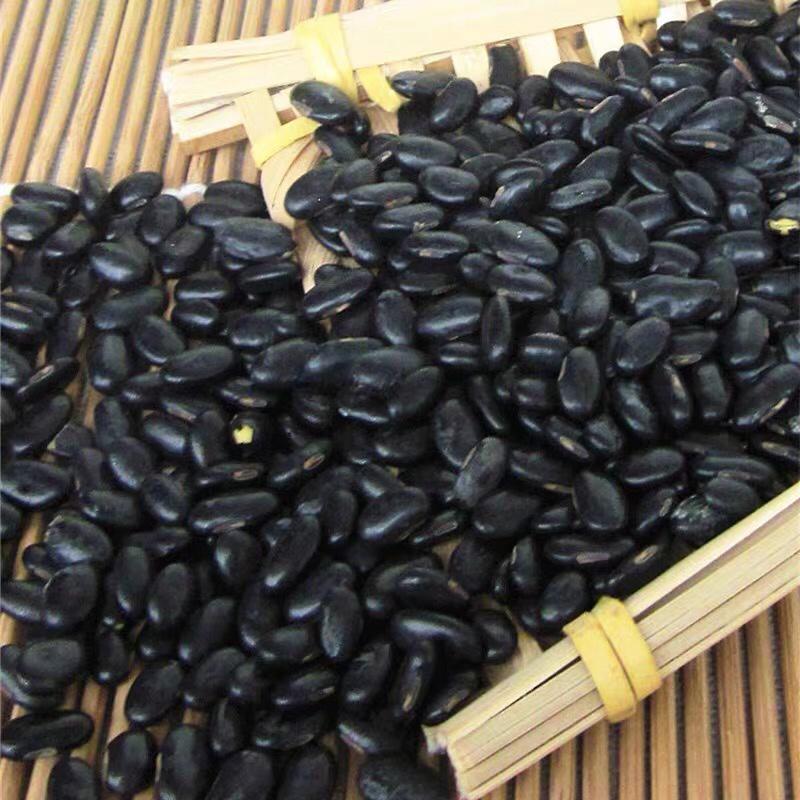 黑豆大量批发当季黑芽豆做豆苗用出芽率98%