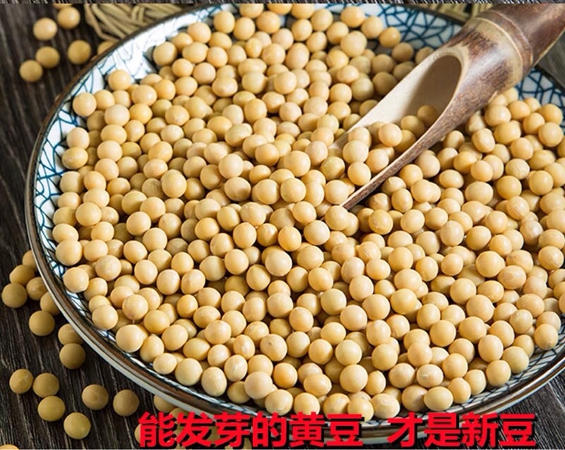 黄豆芽豆发豆芽专用芽黄豆发芽率98%袋装79斤