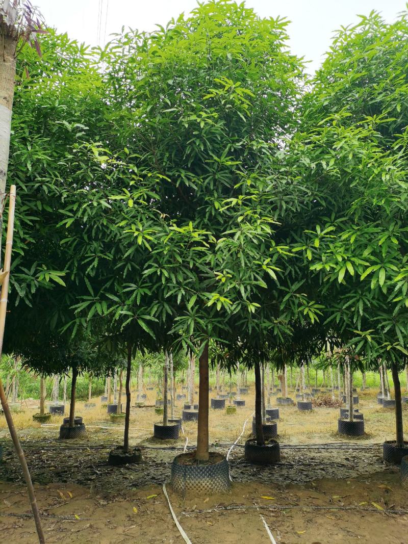 扁桃12公分靓仔货供应中