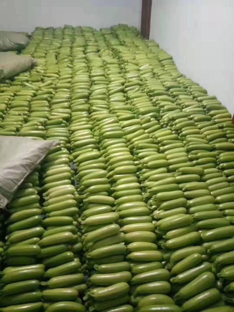山东临沂精品西葫芦、小瓜，量大质优，一手货源