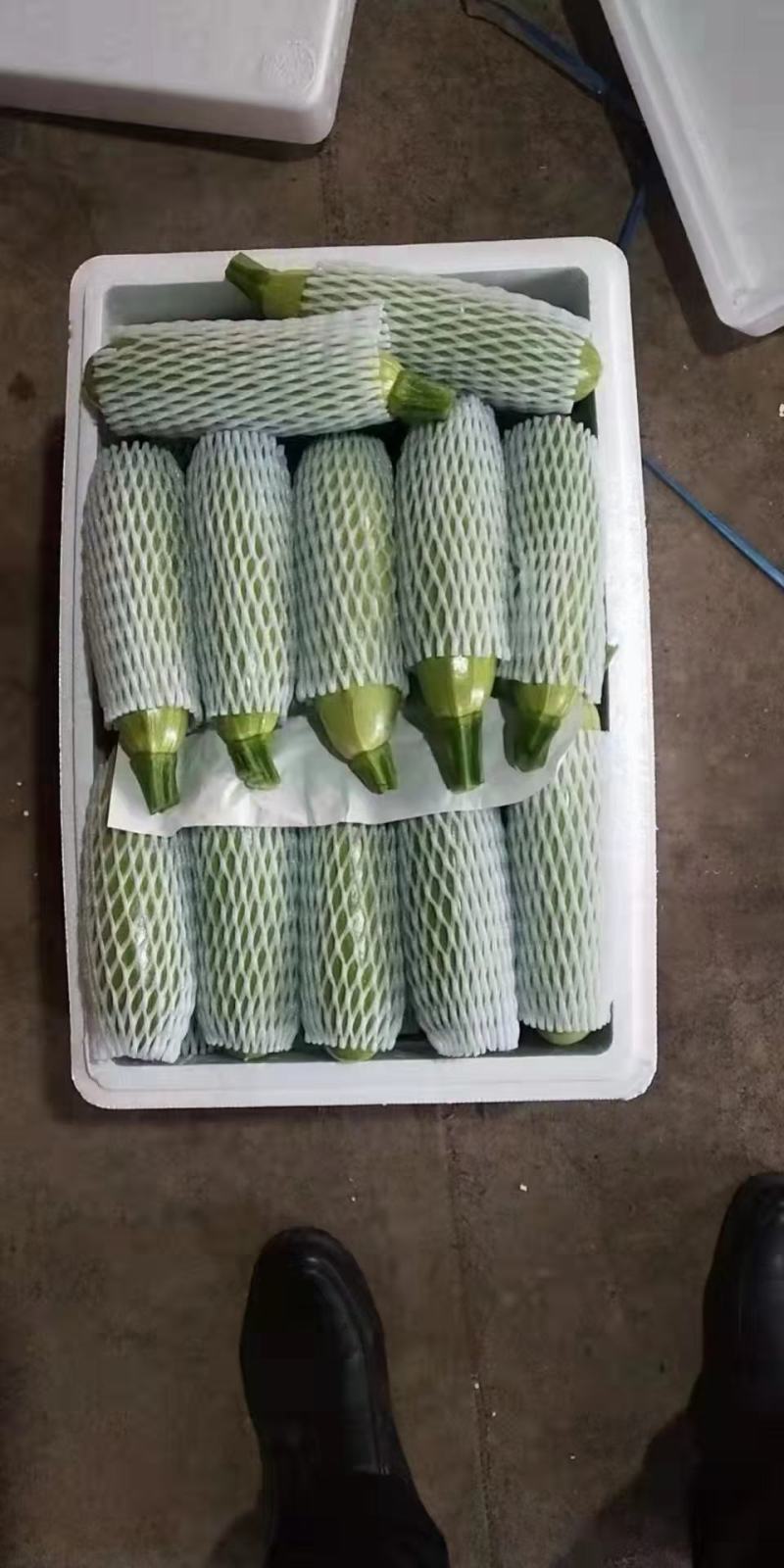 山东临沂精品西葫芦、小瓜，量大质优，一手货源