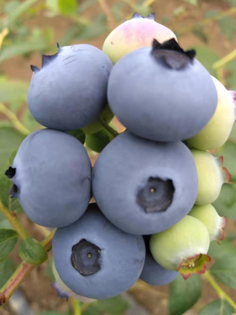 出售蓝莓奥尼尔博物L绿宝石来客西等品种