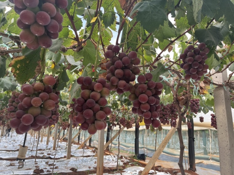 云南妮娜皇后葡萄，市场一级货，电商供应市场供应